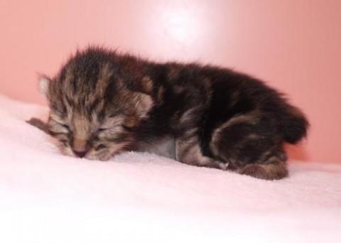 ブラウンクラッシックタビーちゃん