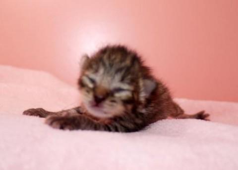 キジトラ♀ホワイトちゃん 鍵尻尾