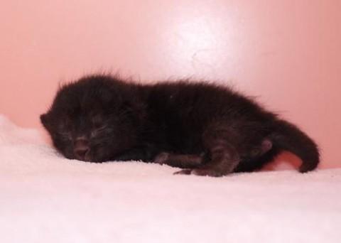 クロ♀ピンクちゃん（ブラックソリ