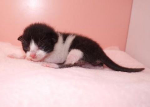 クロシロ♀ベージュちゃん（ブラッ