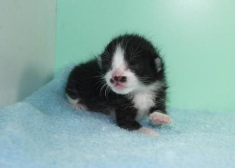 クロシロ♂ヒゲ君（ブラック＆ホワ