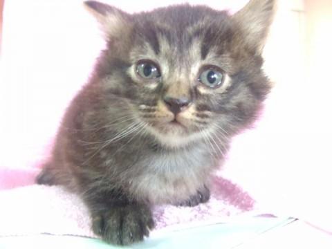 一緒に産まれた他の子猫は、お母さ