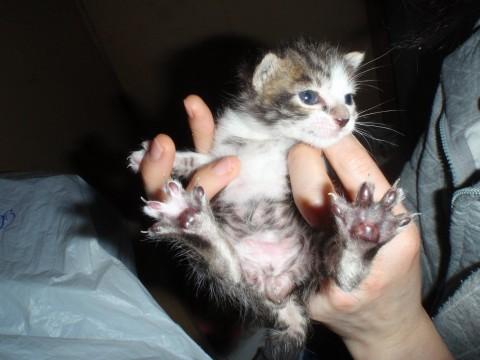日本猫の雑種だと思われます。