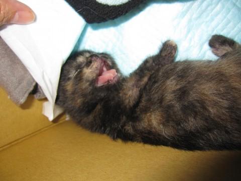 黒さびのおかかちゃんです。４／１