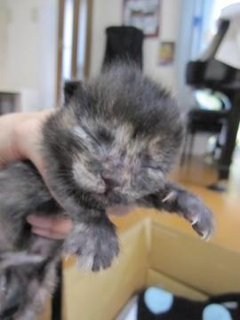 黒さびのいわみちゃんです。その半