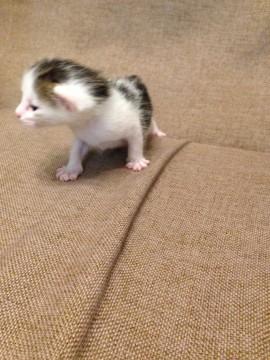 特長は写真でご判断ください、なに