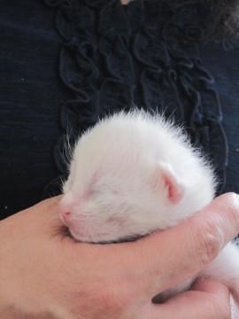 きれいな白猫しろみちゃんです。４