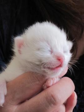 きれいな白猫しらこちゃんです。４