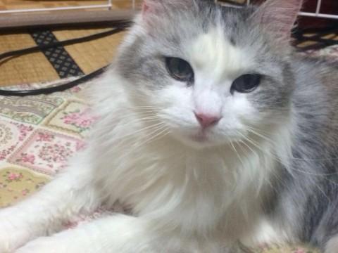 可愛い長毛さんです。

超ビ