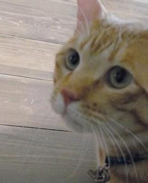 人なつっこく
とってもかわいい