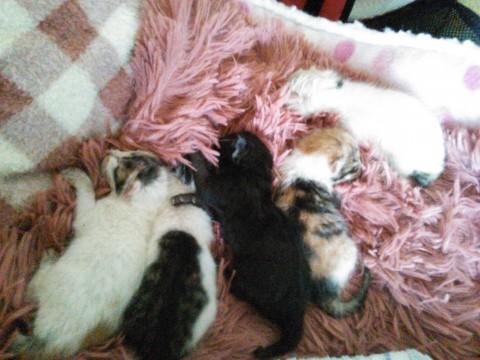 黒い子猫ちゃん意外の四匹です！