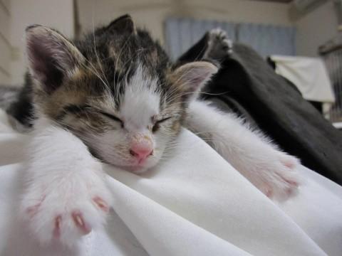 かわいいきじ白、優しい顔立ちのみ