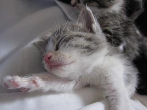 さば白のとってもきれいな色合いの