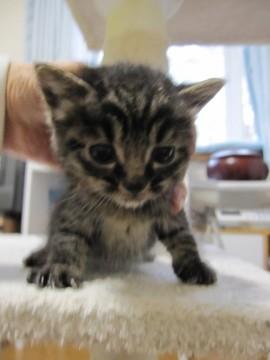 かわいいきじとらのたんぽぽくんで