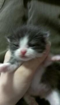 黒と白の短毛の可愛い仔猫です。
