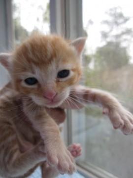 かわいい茶トラのおかきくんです。