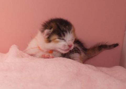 三毛♀オレンジちゃん（キャリコ）