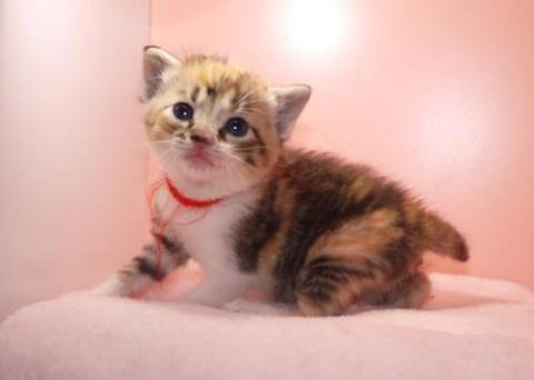 三毛♀レッドちゃん（キャリコ）尾