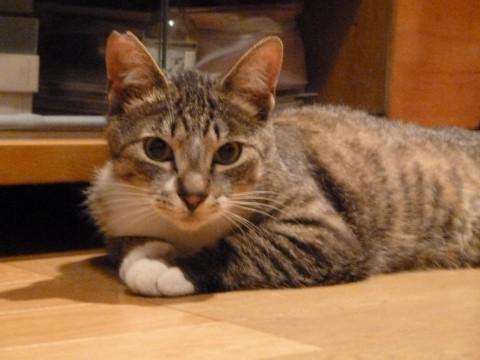 キジ白君で短めのカギ尻尾がポイン