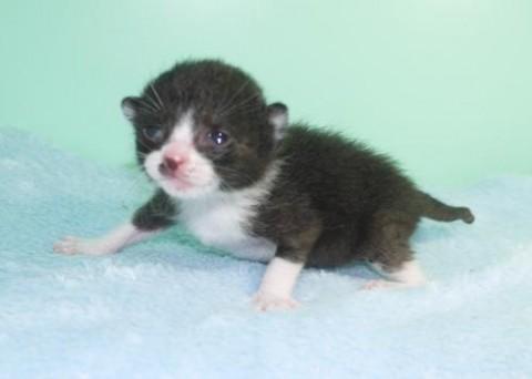 クロシロ♂ブルー君　尾長
背中