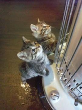 オス・・茶系のトラ猫
　　　　