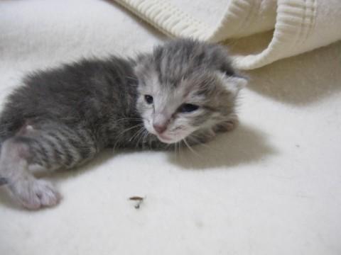 きれいな色合いのさばとら、かのん