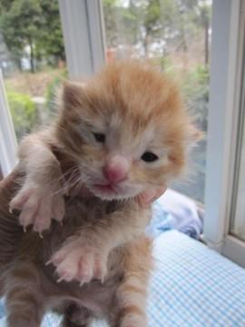 茶トラの女の子あかねちゃんです。