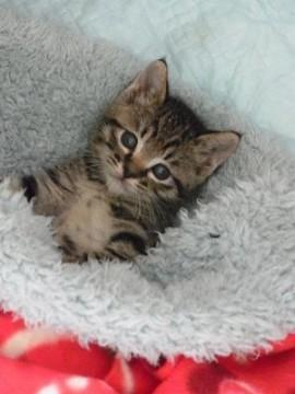 一人でこちょこちょと　飛び回って