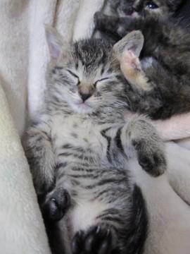 かわいいぽてぽての丸顔のきじとら