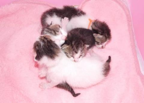 シロキジ♂グリーン君　　尾長先曲