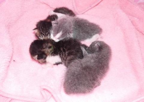 キジシロ♂グリーン君　　鍵尻尾　