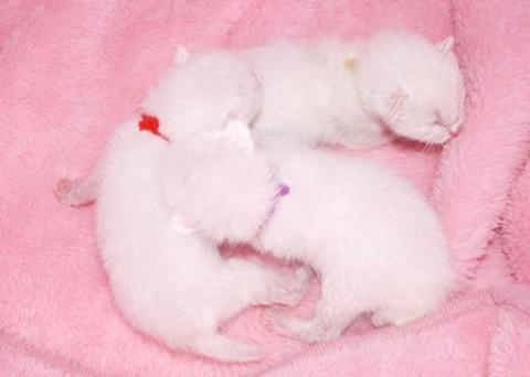 シロ♀レッドちゃん　　　鍵尻尾（