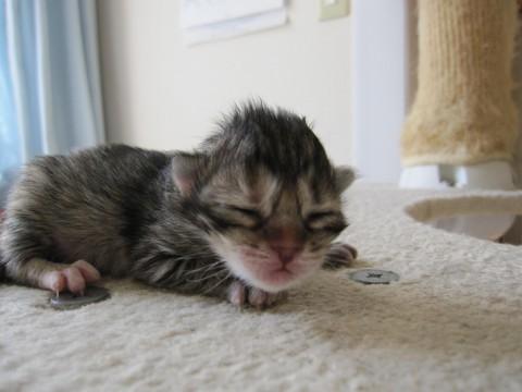 かわいいきじとらみなみちゃんです