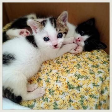 【愛称】ユキチ
【性別】  オ