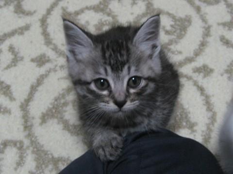 全身サバトラで、尾は細くてまっす