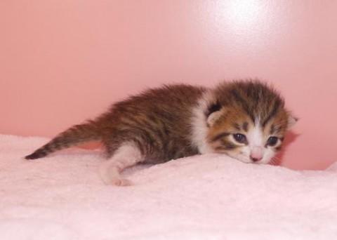 キジシロ♀　尾長　明るい茶色です