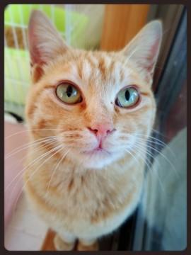 【愛称】チャキ
【性別】 オス