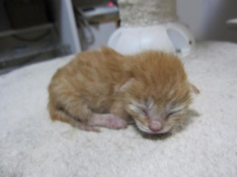 かわいい茶トラの男の子、あらたく