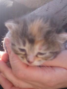 お母さんが洋猫なので大きくなると