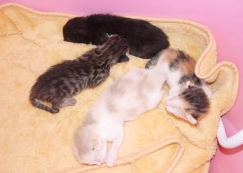 クロ♂　　　尾長　決まりました