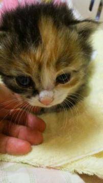 長毛なのか、少し毛の長い三毛です