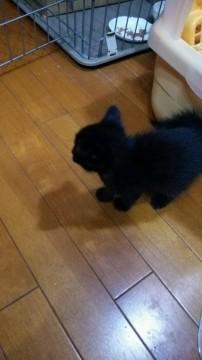 黒猫
つぶらな瞳で見ます。