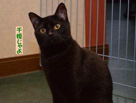 お顔だけ見ると毛色は黒ですが、身
