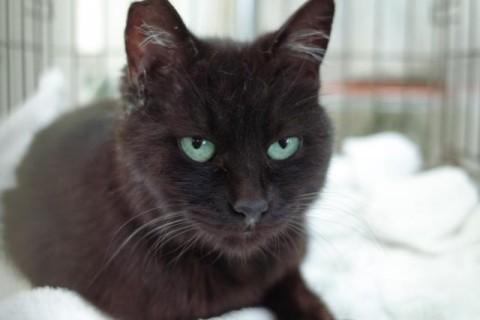 なかなか里親さまが見つからず、狭