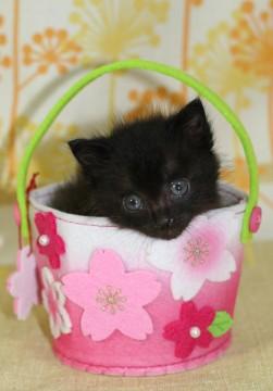 黒猫です。
