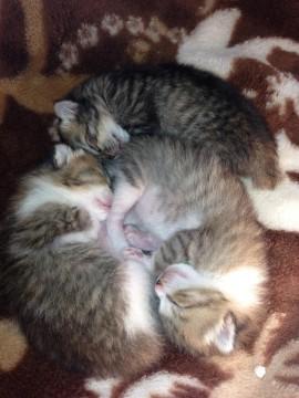 人懐こくてとても可愛いです！