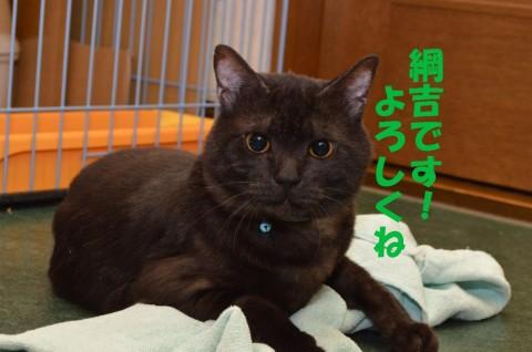 珍しいダークブラウンの毛色にアン