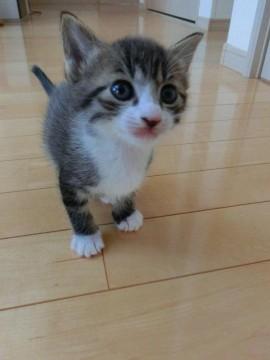 キジ白
少し背中が変わった毛色