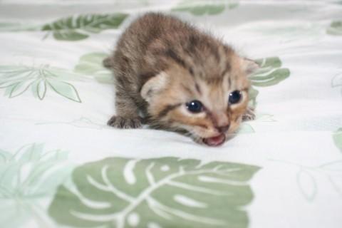 茶系のキジです。
男の子っぽい