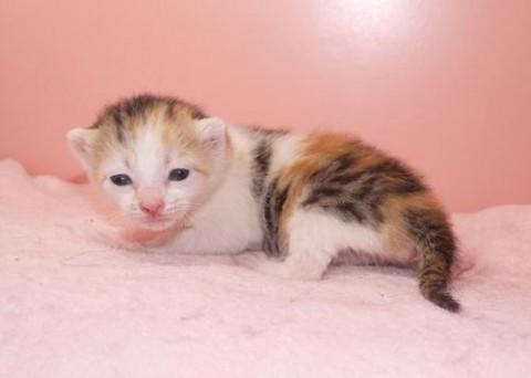 三毛♀ホワイトちゃん　尾長　
